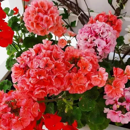 Casa Borgo Sant'angelo 招待所 Sant'Angelo (Isola d'Ischia)